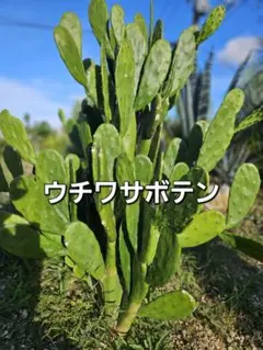 2026年最新】団扇サボテンの人気アイテム - メルカリ