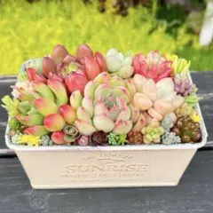129 多肉植物の寄せ植え☆スクエア・ブリキ缶☆そのまま飾れる - メルカリ