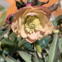 RIKO様専用クリスマスローズ 小苗DD蜃気楼'25×DD蜃気楼'25（元親株