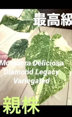 2026年最新】モンステラ レガシーの人気アイテム - メルカリ