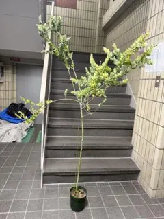 パールアカシア（ミモザ） 苗 160cm - メルカリ