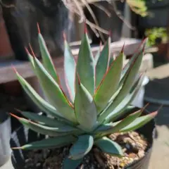 2025年最新】チタノタ ブルーグローの人気アイテム - メルカリ