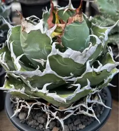 2026年最新】アガベ 白鯨 親株の人気アイテム - メルカリ