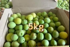 山形県産 青梅 谷沢梅 選別なし品 5kg 無農薬 - メルカリ