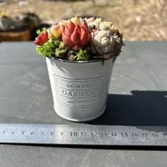 多肉植物　寄せ植え　そのまま飾れる
