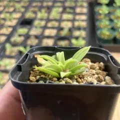 ドルステニア ベンガレンシス 現地株 希少 開花済 - メルカリ