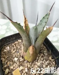 アガベ 観葉植物 多肉植物のサムネイル