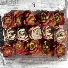 ぶっちゃん様 リクエスト 3点 まとめ商品