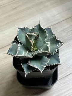 アガベチタノタコブラ眼鏡蛇　現品鉢ごと発送 特価】アガベ チタノタ 眼鏡蛇 コブラ 極上株 - メルカリ