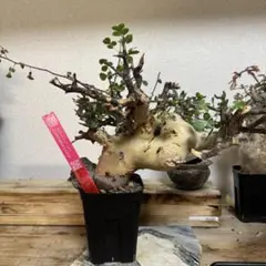 希少種 発根済み コミフォラ ピュア カタフ 美形 - メルカリ