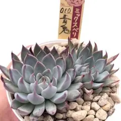 【極上苗】ミックスベリア 青鬼 多肉植物 おらいさん 自家繁殖苗のサムネイル