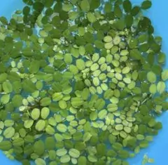 無農薬　メダカ水槽　サンショウモ　浮草のサムネイル