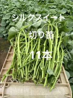 シルクスイート 10本 新鮮さつまいも苗 無農薬 - メルカリ