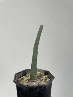 2026年最新】アデニアの人気アイテム - メルカリ