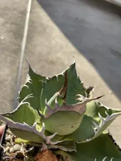 OSP産　アガベ　オアハカ　ノーネーム　ブツブツ surf038 #ブツブツ #キモノタ #デブ専 #AGAVE #アガベ #TITANOTA