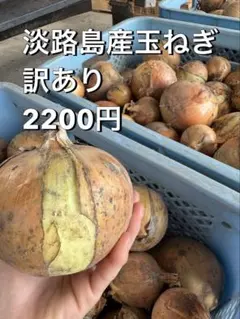 淡路島産訳あり玉ねぎ10Kg2200円のサムネイル