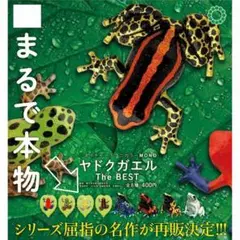 いきもん　ヤドクガエル