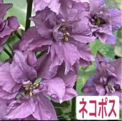 めめ★プロフ必読。様 リクエスト 2点 まとめ商品