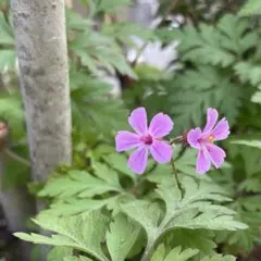 ゲラニウム ウォルターズギフト 種子15粒 フウロソウ ナチュラル