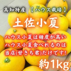 22高知産 温室小夏 土佐小夏 1kg コンパクト 日向夏 ニューサマーオレンジのサムネイル