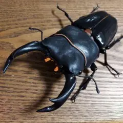 超特大野生ワイルド84mm頭角幅18.5胸角幅5.7mmぐらいカブトムシ標本