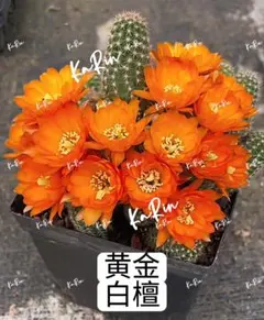 42-リューゲン島の火炎 2点セット 人気白檀花サボテン カキコ蕾あり