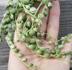 【 斑入りグリーンネックレス 】カット苗 マーブル セネシオ 多肉植物