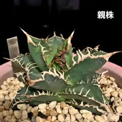 2025年最新】スーパーチタノタ カクタスグリーンの人気アイテム