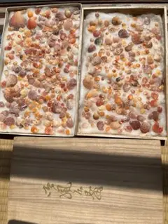 ひおうぎ貝の貝殻詰め合わせ