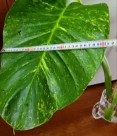 2025年最新】巨大ポトスの人気アイテム - メルカリ