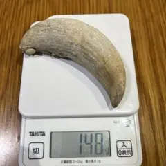 マッコウクジラの歯 約10cm 148g 2026年最新】マッコウクジラの歯の人気アイテム - メルカリ
