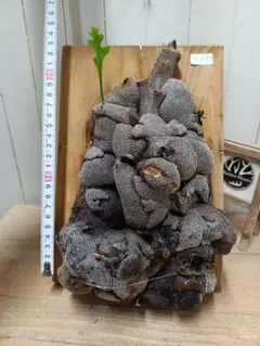 獅子蘇鉄のカキコ 綴化ソテツ♡子株♡発根管理中♡ - メルカリ
