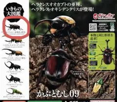 いきもの大図鑑かぶとむし09 ヤマトカブトムシ