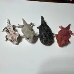 4種セット　いきもの大図鑑レプティ　フトアゴヒゲトカゲ　爬虫類　生き物　ガチャ