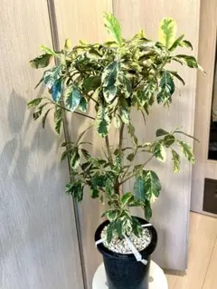 【美株】シェフレラ・ソフィア 斑入り 古木仕立て 観葉植物① 美株】シェフレラ・ソフィア 斑入り 古木仕立て 観葉植物① - メルカリ