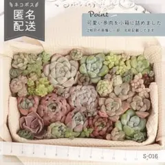 多肉植物 カット苗 抜き苗 寄せ植えセット 詰め合わせ エケベリア ｜S016