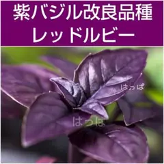 バジル・ダークオパール 黒紫の葉が美しい☆観賞用にも人気のバジル30 