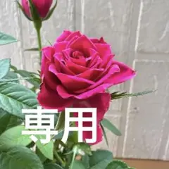 ミニバラ♡コルダーナ♡淡いオレンジ系♡3.5号♡ポットごと宅急便