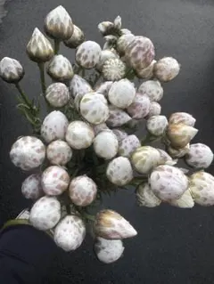 sacco様 リクエスト 5点 まとめ商品