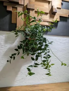 ホヤ ベラ［板付］【インドアグリーン・着生植物】のサムネイル