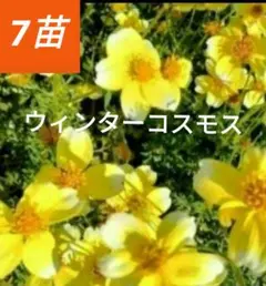 メルカリ便☘️ウィンターコスモス☘️まばら　抜き苗❤メルカリ便❤地域限定　　7苗 メルカリ便 ウィンターコスモス まばらな不揃い 抜き苗 7苗 - メルカリ