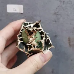 タコボーイ様 リクエスト 4点 まとめ商品