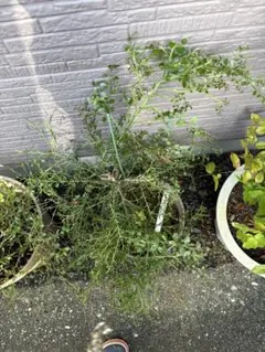 ヤマボウシ約3メートル 落葉樹 鉢植え 山法師 鉢底 - メルカリ