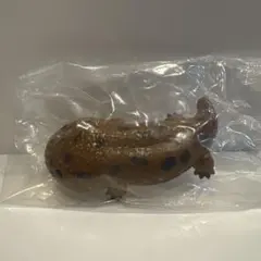 2026年最新】オオサンショウウオの人気アイテム - メルカリ
