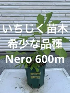 いちじく苗木★ 希少な品種 Nero 600mのサムネイル