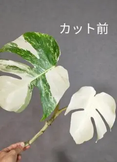 斑入りモンステラホワイトタイガー茎10株おまとめ W10】 斑入りモンステラ ホワイトタイガー 茎伏せ用カット茎 成長点3つ