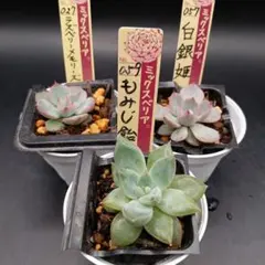 多肉ミックスベリア5種抜き苗❣️ - メルカリ