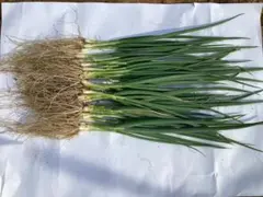昨年の秋にタネを植え付け育てたネギ苗５０本です。のサムネイル