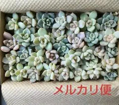 ② 多肉植物 白牡丹 カット苗