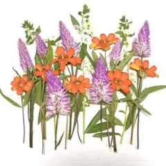 押し花　NO.467 アンゲロア　リネアリス他